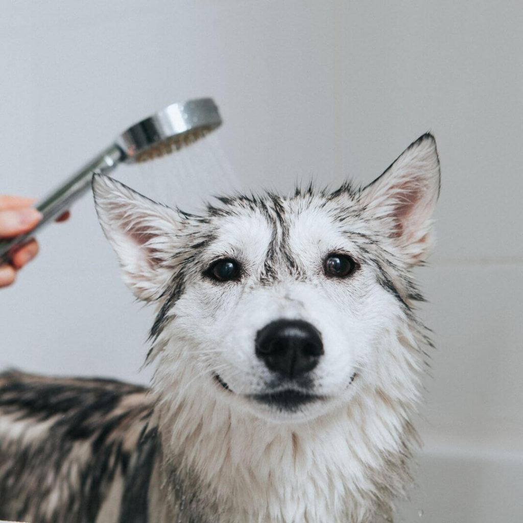 Crown Dog Grooming